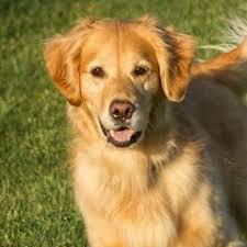 25 cute Golden Retriever puppies for sale in Sioux Falls, South Dakota