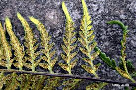 Image result for Pityrogramma argentea