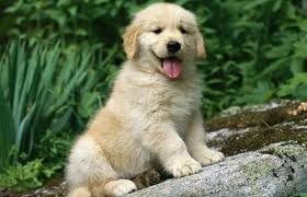 Golden retriever puppyalthough most rescued golden retrievers are adults, you'll sometimes find puppies in the mix, too. Golden Retriever Breed Profile Australian Dog Lover