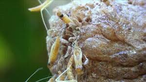 This item is out of season. Praying Mantis Egg Case Hatching Gif On Imgur