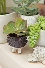 Your fluid intake is probably adequate if: How To Create An Indoor Garden Honestly Wtf Plant Decor Indoor Plants Indoor Plants