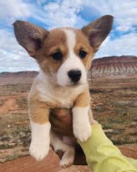 Many of the reputable breeders (if not all) who are members of the golden gate corgi club will have all their puppies sold before they are even born. Available Puppies Planet Corgi Puppies