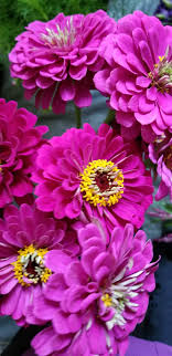 Gearing up for national rum day with fine wine & good spirits video. 5 Annual Cut Flowers That Flourish In Our Hot And Humid Summers Purple Tuteur Farm