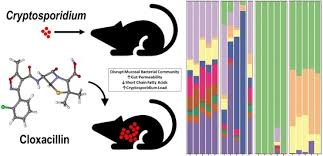 The parasites form three developmental stages: Microorganisms Special Issue Epidemiology Transmission Cell Biology And Pathogenicity Of Cryptosporidium