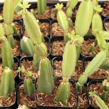 Image result for Cissus quadrangularis