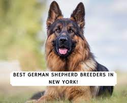 New york canine offers quality german shepherds in the nyc area. 5 Best German Shepherd Breeders In New York 2021 We Love Doodles