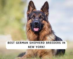 Maybe you would like to learn more about one of these? 5 Best German Shepherd Breeders In New York 2021 We Love Doodles