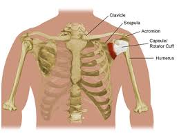Muscles move the bones by pulling on the tendons. Shoulder Tendonitis Symptoms And Treatments Piedmont Healthcare