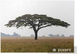 Der traum von einem akazienbaum symbolisiert sie oder jemand anderen, der in einer unerträglichen situation etwas falsches bemerkt. Poster Serengeti Akazienbaum Pixers Wir Leben Um Zu Verandern