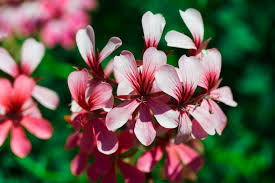 Image result for Geranium arabicum