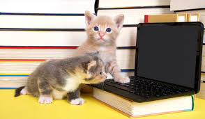 Check out our female kitten selection for the very best in unique or custom, handmade pieces from our shops. Kitten Caboodle Play Dates Are Fun And Educational Fear Free Happy Homes