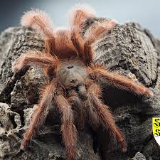 Image result for Pseudobromus engleri