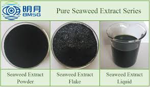Marine magic dry soluble 100% organic seaweed extract garden fertilizer makes 128 gallons (484 l) kelp liquid solution improves seed germination and increases root development promotes bloom set, new buds and size of flowers and fruit extends shelf life of fruits, vegetables and flowers Blue Energy High Quality Soluble Seaweed Extract Powder From China Manufacturer Manufactory Factory And Supplier On Ecvv Com