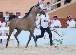 النتائج النهائية لبطولة حائل لجمال الخيل العربية 2019 Arabian Horse Akhal Teke Horses