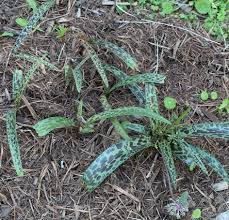 Image result for Ledebouria Unidentified sp. no6.