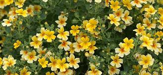 Image result for Jamesbrittenia albobadia