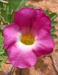 Image result for Harpagophytum procumbens