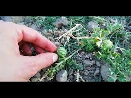 Image result for Cucumis myriocarpus