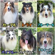 シェルティ専門ブリーダーが運営するかわい子犬屋さん