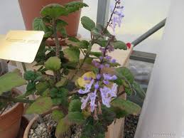 Image result for foto moud Forsterův