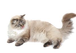 If you see a cat without blue eyes, it is not a true. Ragdoll Breed Facts And Information Petcoach