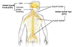 Sistem saraf merupakan salah satu sistem koordinasi yang bertugas menyampaikan rangsangan dari reseptor untuk dideteksi dan direspon oleh tubuh. Sistem Saraf Pada Manusia Beserta Fungsi Dan Gambar Sel