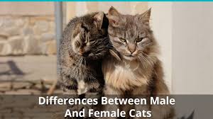 See full list on thesprucepets.com The Differences Between Male And Female Cats How To Tell Cat Genders