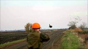 Check spelling or type a new query. Chasse Au Petit Gibier En Hongrie Small Game Hunting In Hungary Naturhun Hu Youtube