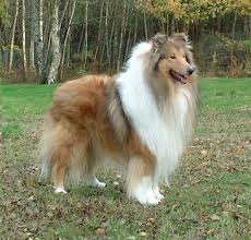 Ch Pelido Unforgettable Rough Collie Sheep Dog Puppy Collie Breeds