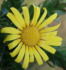 Image result for Ursinia montana