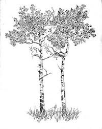 Artwork Aspen Trees Tattoo Aspen Trees Tree Tattoo