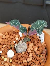 Image result for Monadenium pseudoracemosum