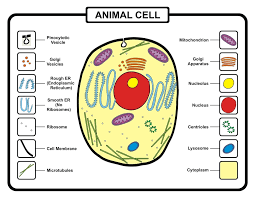 There are 13 main parts of an animal cell: Function Of Cytoplasm And Its Various Components Udemy Blog