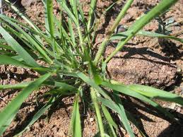 Image result for Eragrostis porosa