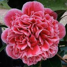 Camellia Volunteer Nurseries Online Flower Pots Bonsai Plants Flowers