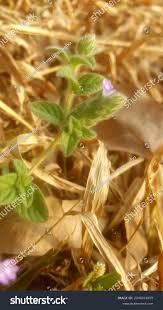 Image result for Nelsonia canescens