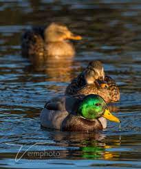 Pin On Nature S Beauty