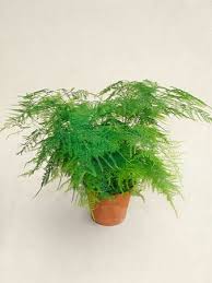 Image result for Asparagus natalensis