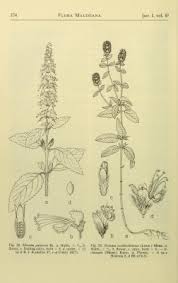 Image result for Platostoma