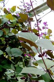 Purpureus is grown in asia as a field crop for seeds and fodder. Lab Lab Beans Growing Away In My Greenhouse Www Fuglebjerggaard Plants And Seeds Available In My Webshop And Nursery