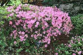 Rhododendron E H Wilson Arbuste Coniferes Et Jardins