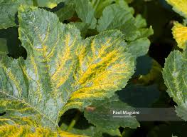 Maybe you would like to learn more about one of these? Buy A Photo Yellow Zucchini Mosaic Virus On A Zucchini Courgette Plant Uk Paul Maguire