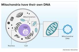 We did not find results for: Could Mitochondria Be The Key To A Healthy Brain Scientific American