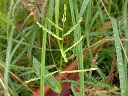 Image result for Urochloa arrecta