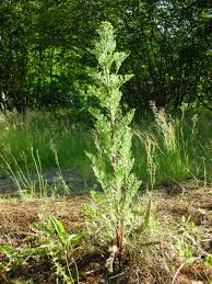 Long stems arise from fibrous roots, and flowers are purple. Noxious Weeds To Watch For In June Noxious Weeds Blog