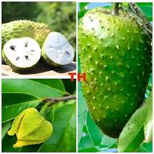 Image result for Annona muricata