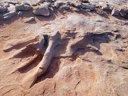 First off, do some reading on line about this site near tuba city before you go. Dinosaur Tracks The Moenkopi Dinosaur Tracks