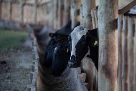 A vaca louca é uma doença dos bovinos, mas que também pode afetar outros ruminantes (ovinos, caprinos e bubalinos). Xxg1ce 4ambuzm