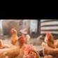 Backyard Chickens In Owensboro