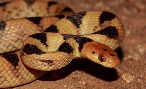 Check spelling or type a new query. ØªÙØ³ÙŠØ± Ø­Ù„Ù… Ø§Ù„Ø«Ø¹Ø¨Ø§Ù† ÙÙŠ Ø§Ù„Ù…Ù†Ø§Ù… Ù„Ù„Ù†Ø§Ø¨Ù„Ø³ÙŠ Ù…ÙˆÙ‚Ø¹ Ø§Ù„Ø±Ù‡ÙŠØ¨